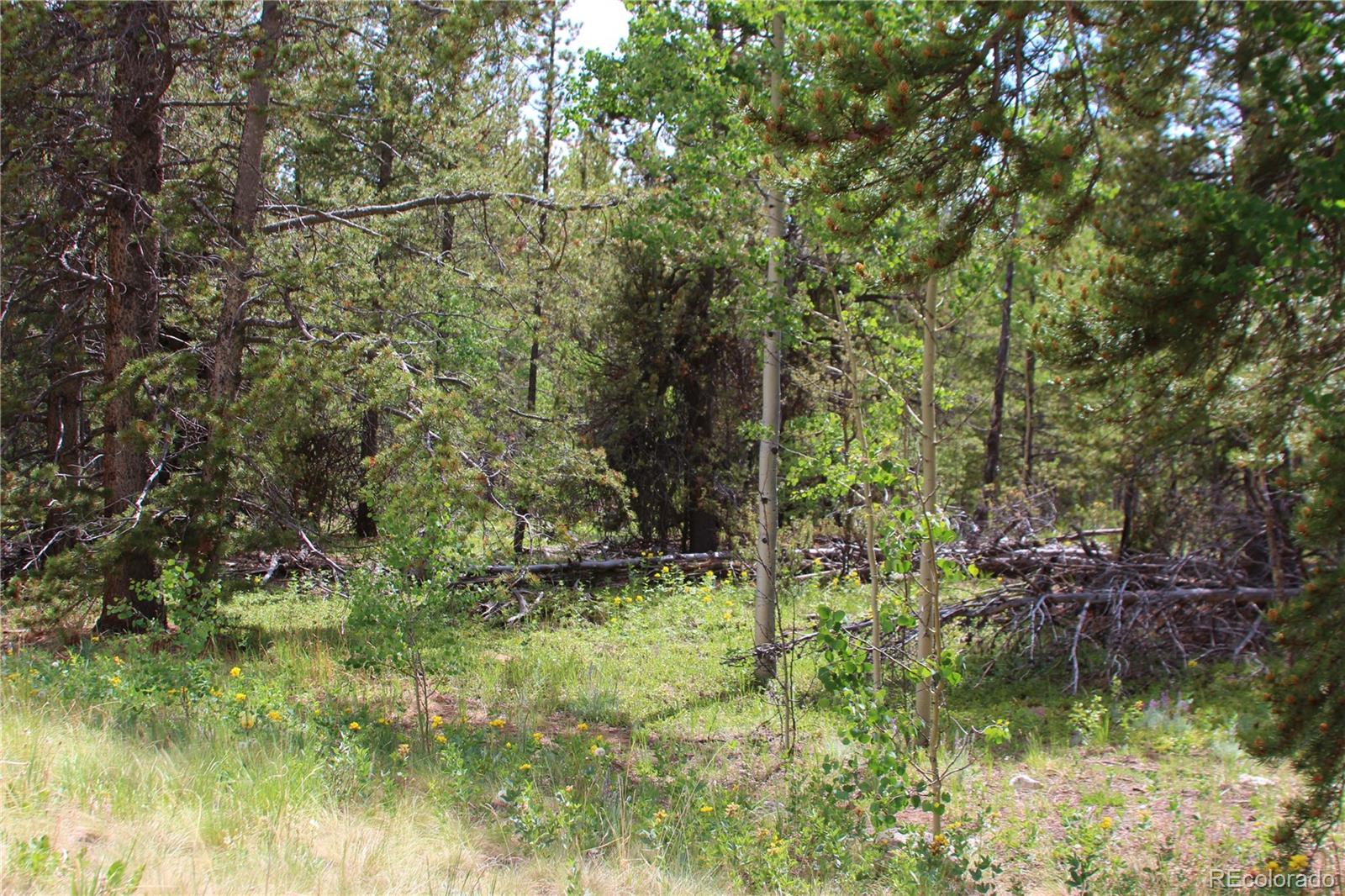 Ridge Road Alma, CO 80420 - Photo 8 of 17 a backyard of a house with lots of green space