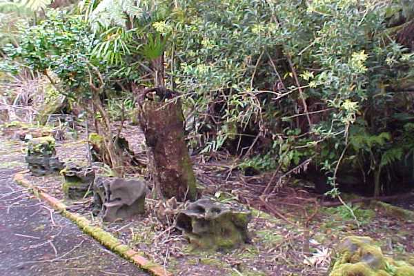 18-1190 Volcano Road Mountain View, HI 96771 - Photo 5 of 18 a backyard of a house with lots of green space