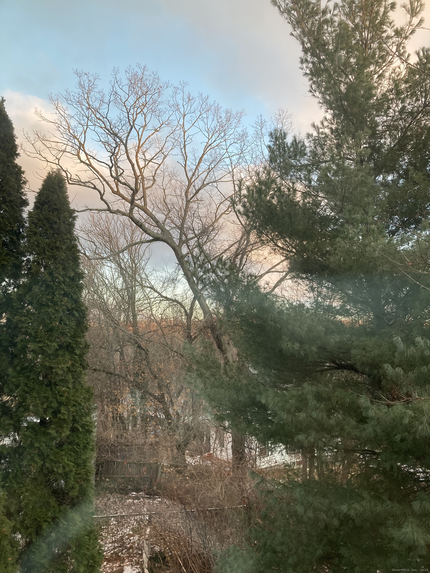 24 Maynard Avenue Waterbury, CT 06708 - Photo 31 of 32 a view of a forest