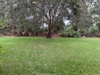 a view of a tree in a yard
