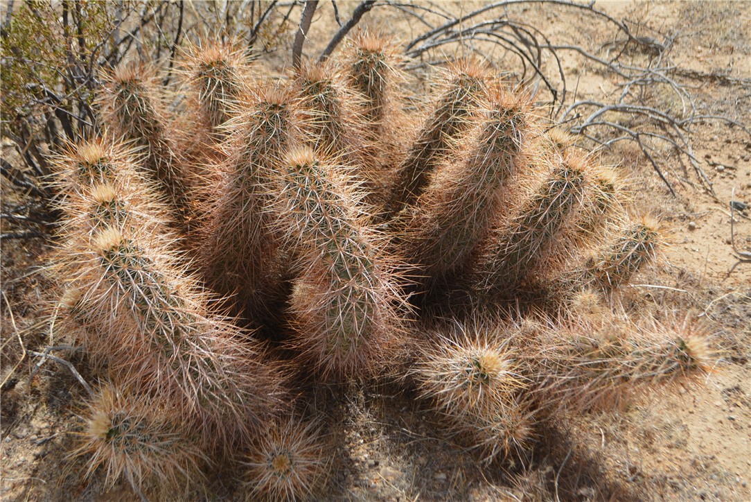 165-166 Cherry Road Yucca, AZ 86438 - Photo 11 of 95 Other
