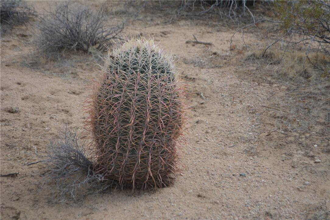 165-166 Cherry Road Yucca, AZ 86438 - Photo 13 of 95 Other