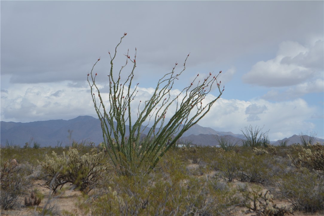 165-166 Cherry Road Yucca, AZ 86438 - Photo 30 of 95 View