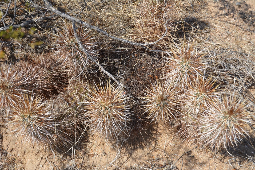 165-166 Cherry Road Yucca, AZ 86438 - Photo 81 of 95 Other