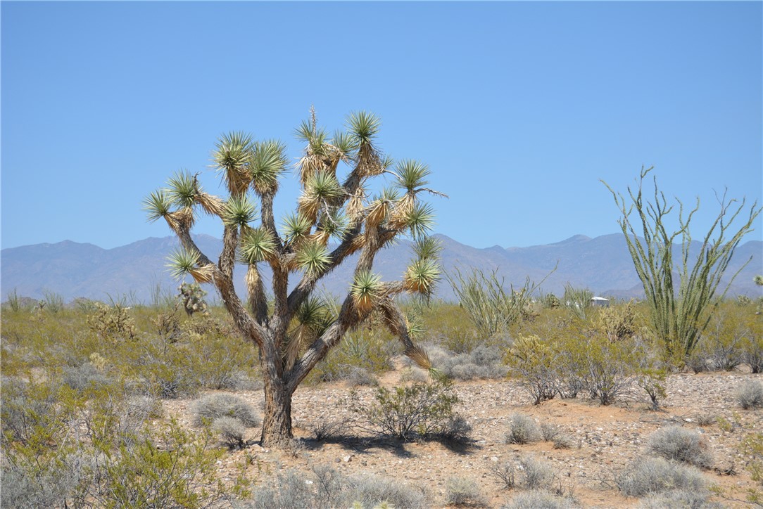 165-166 Cherry Road Yucca, AZ 86438 - Photo 84 of 95 View