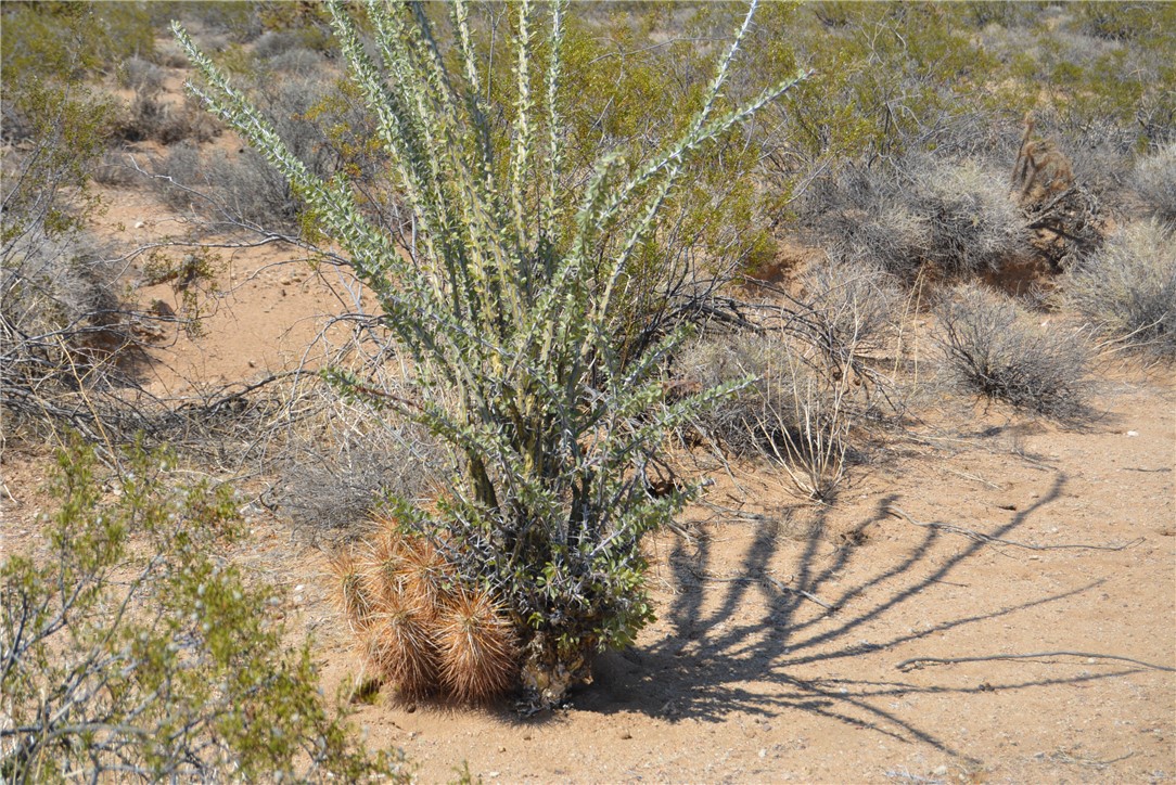 165-166 Cherry Road Yucca, AZ 86438 - Photo 88 of 95 Other