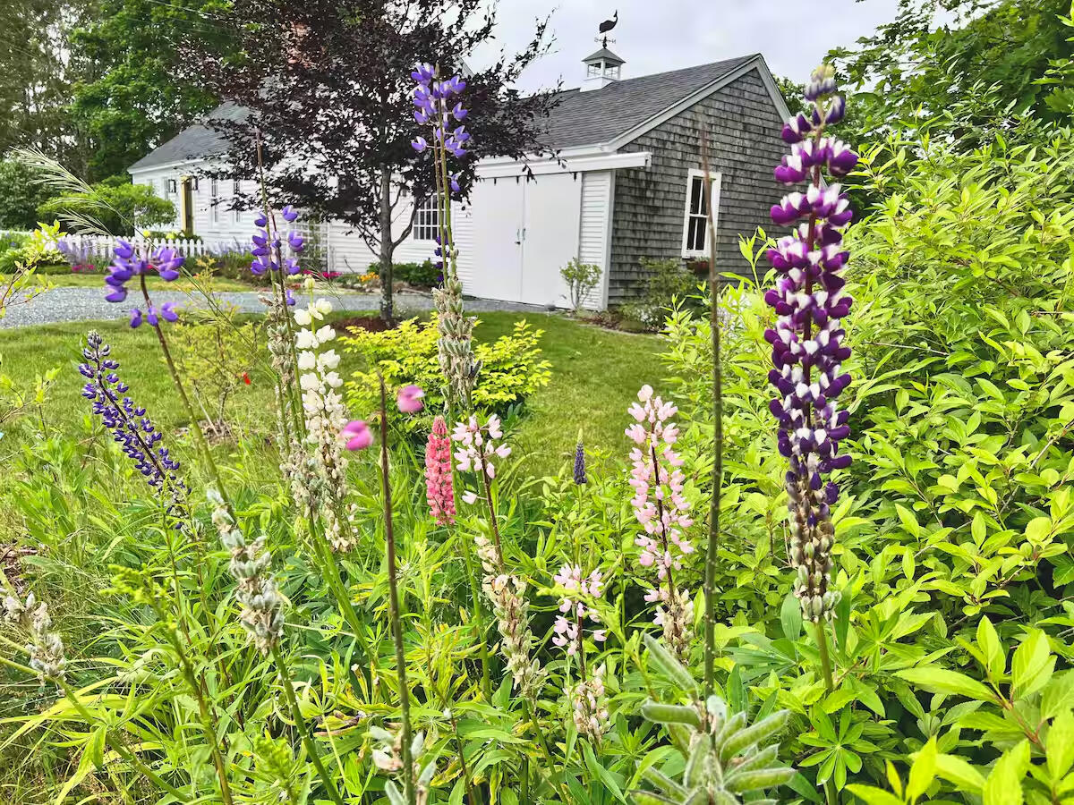 334 Castine Road Castine, ME 04421 - Photo 37 of 40 House37