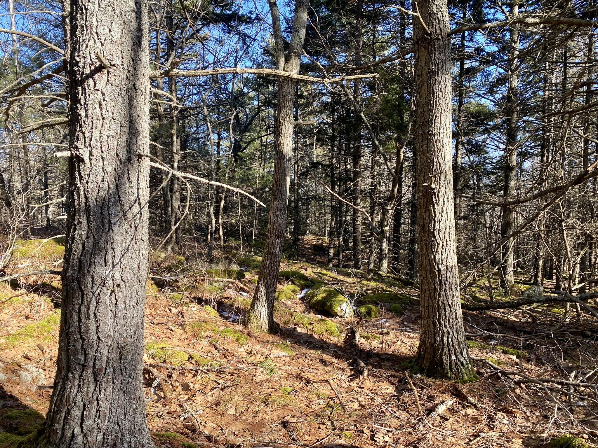 Lot 7-4 Bowman's Landing Road Georgetown, ME 04548 - Photo 15 of 34 IMG_0896