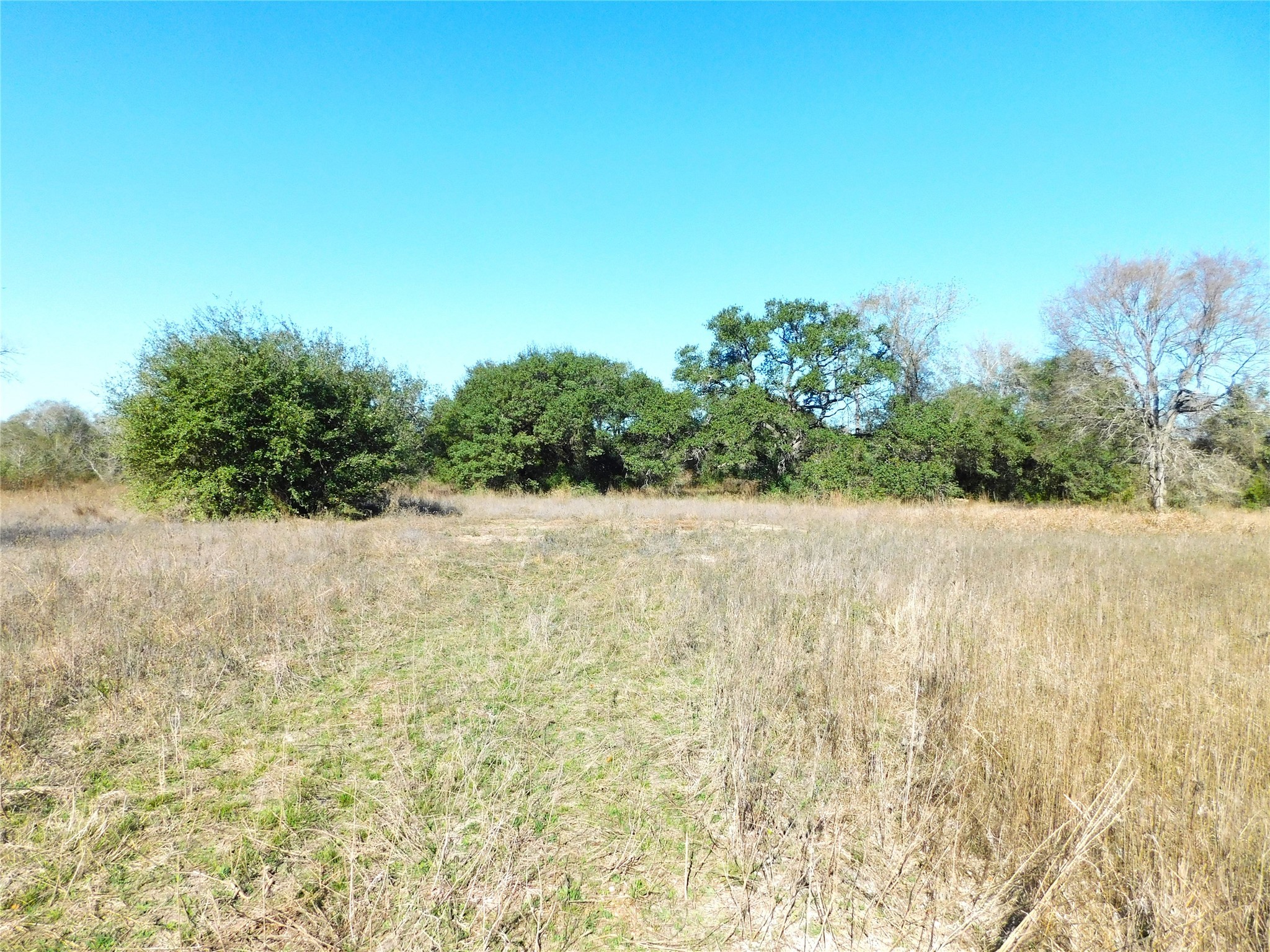 11145 Mt Falls School Road Washington, TX 77880 - Photo 4 of 11 a view of a yard with a tree