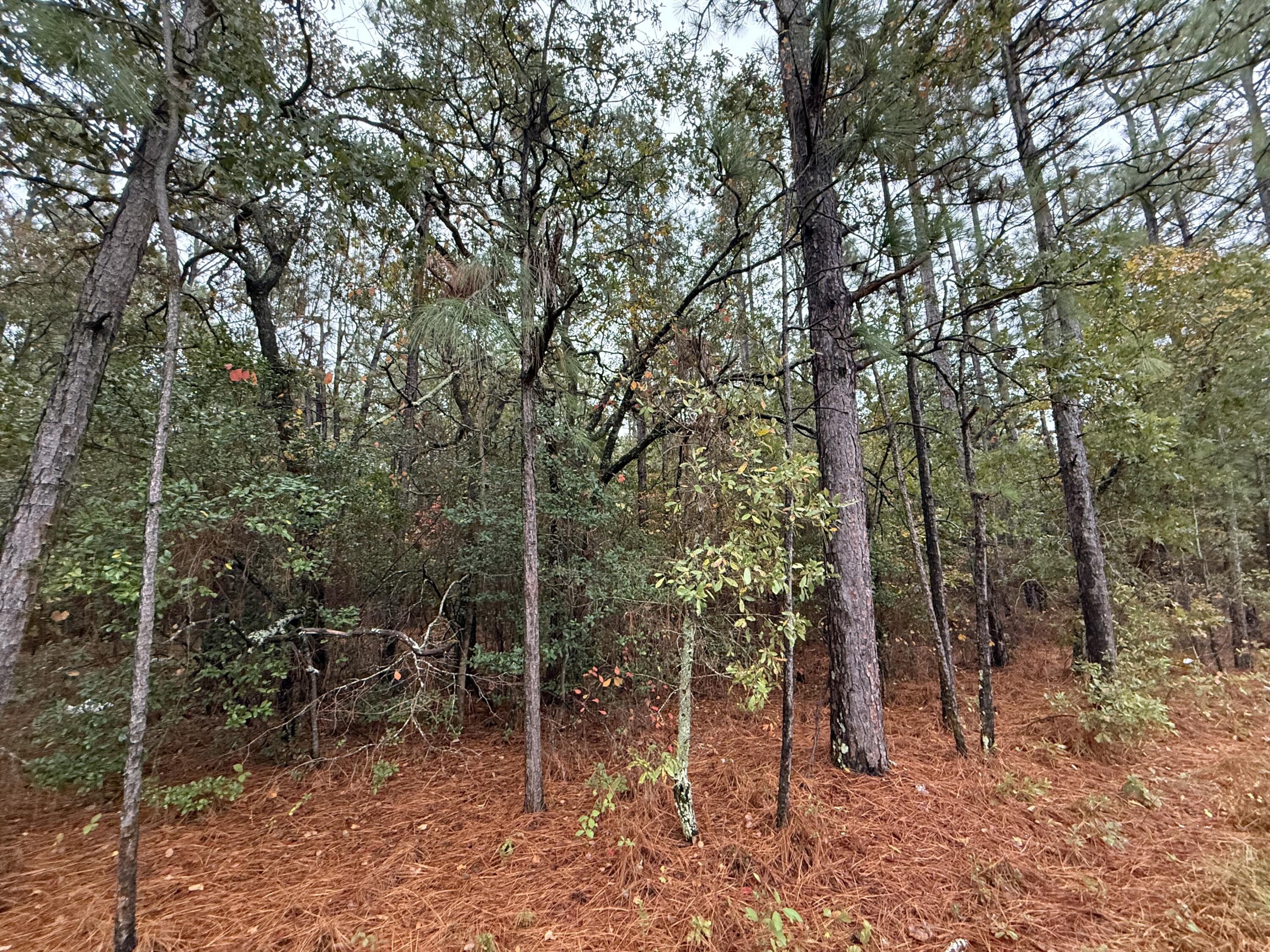 Lot 1 11.06 Acre State Park Road Windsor, SC 29856 - Photo 4 of 4