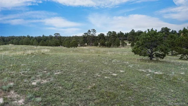a view of a dry yard with trees