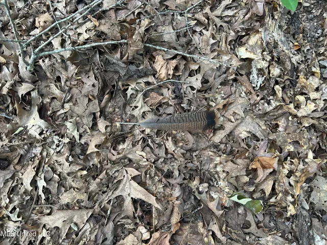 $552,500 | 233 County Road, Water Valley, MS 38965