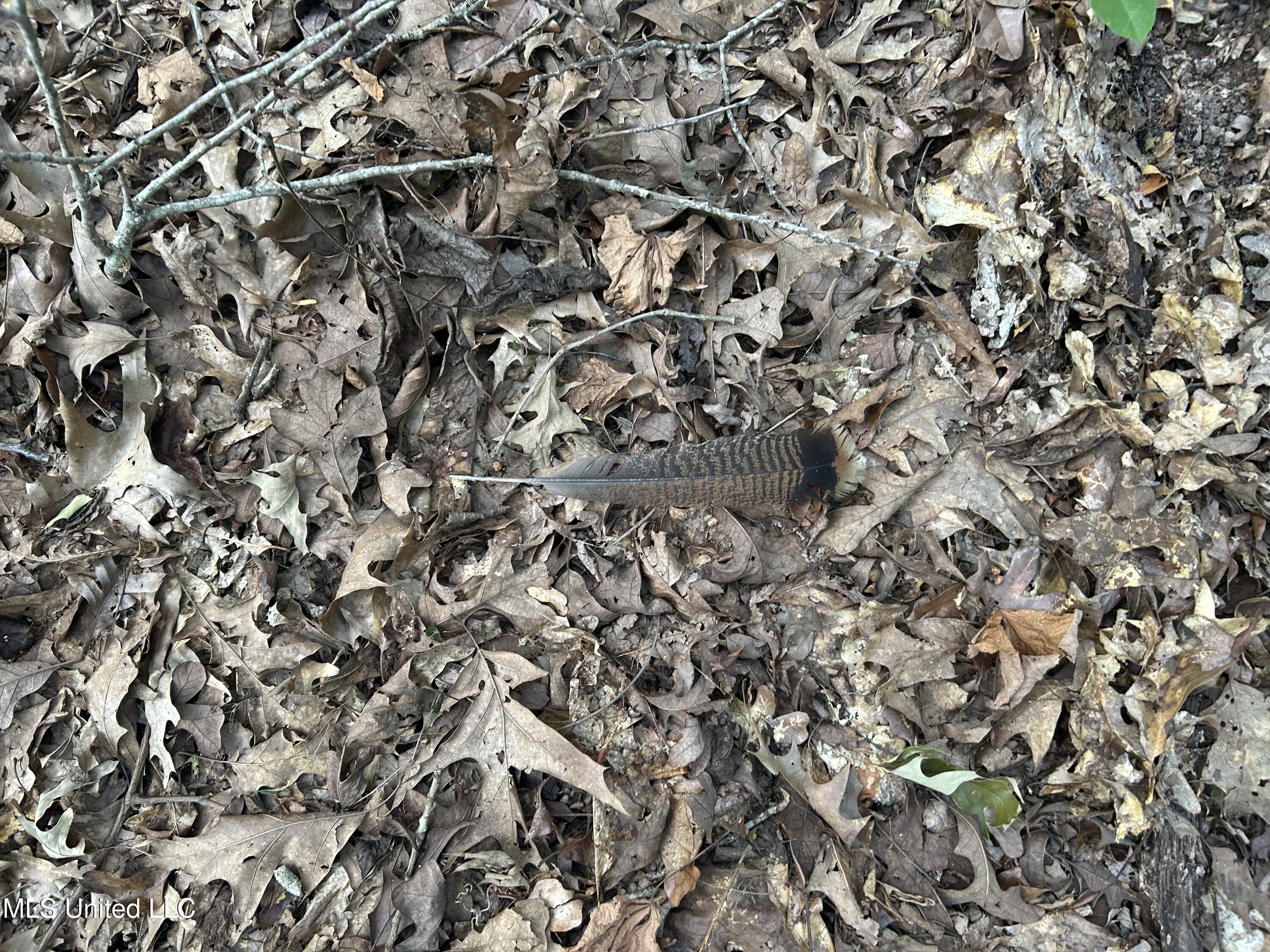 233 County Road Water Valley, MS 38965 - Photo 23 of 77 Photo Jul 28 2025, 4 21 55 PM