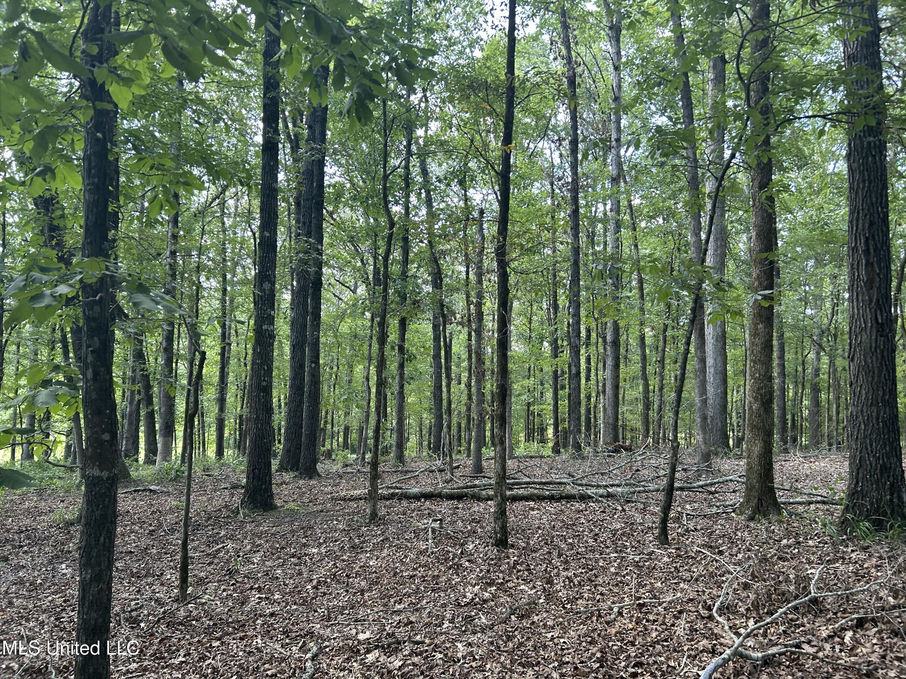 233 County Road Water Valley, MS 38965 - Photo 25 of 77 Photo Jul 28 2025, 4 22 21 PM