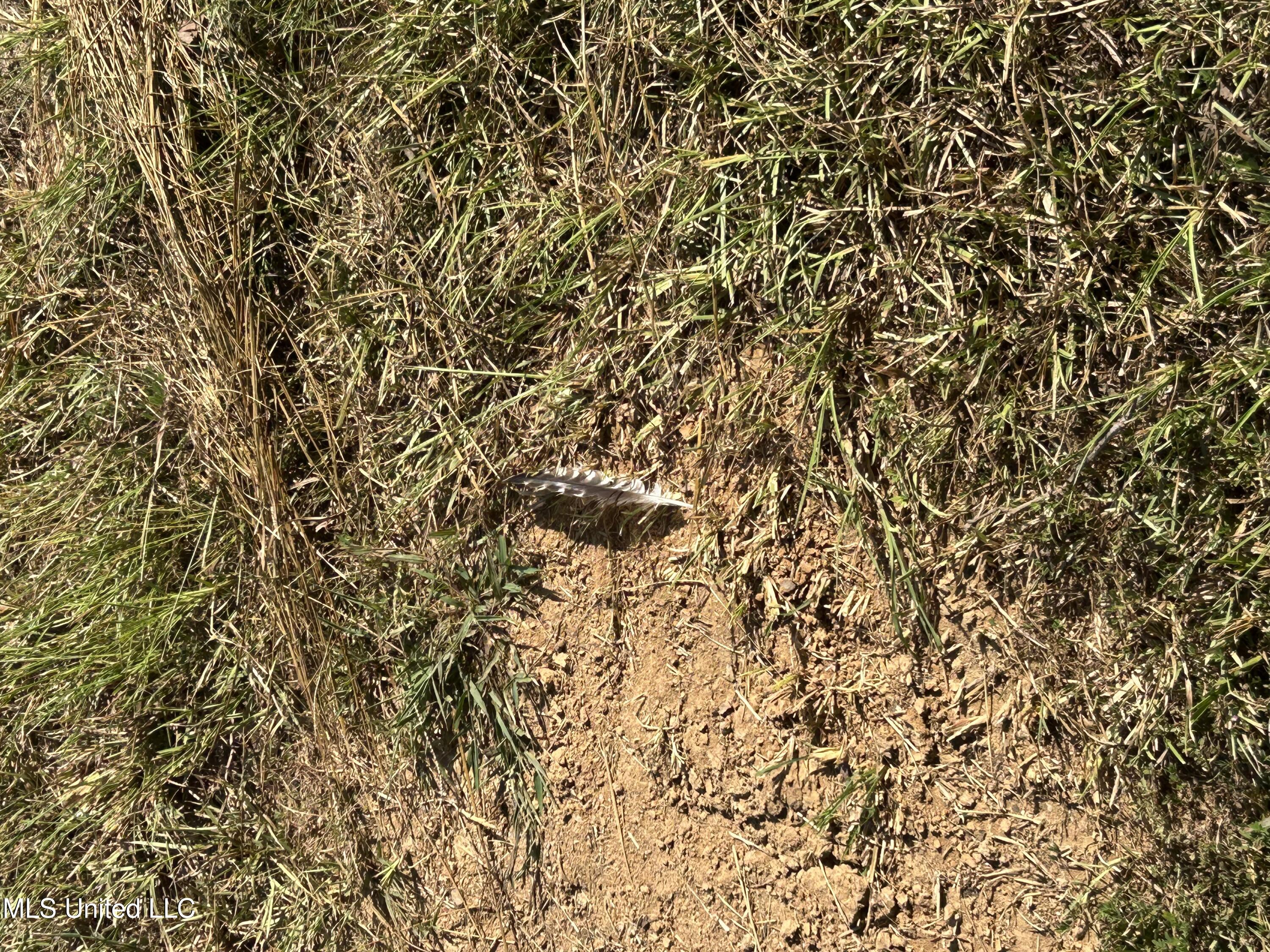 233 County Road Water Valley, MS 38965 - Photo 54 of 77 Photo Jul 28 2025, 4 59 59 PM