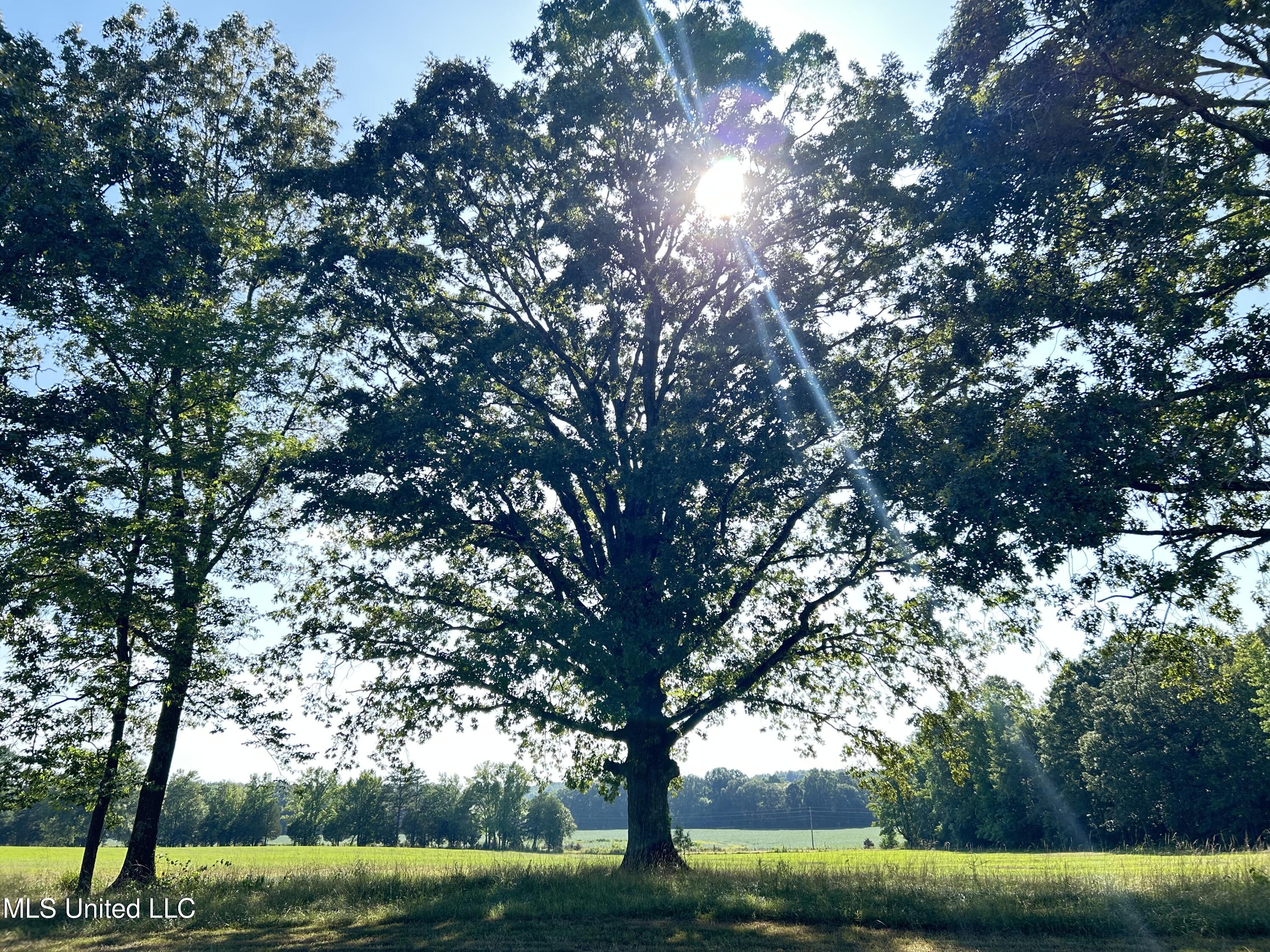 233 County Road Water Valley, MS 38965 - Photo 67 of 77 Photo Jul 28 2025, 5 02 37 PM