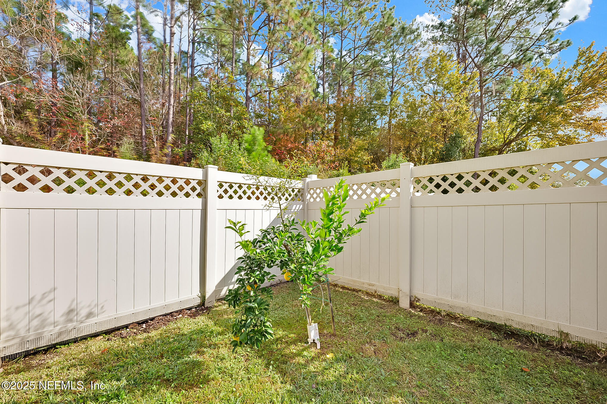 3204 Carlotta Road Middleburg, FL 32068 - Photo 36 of 39 35 Backyard - Fruit Tree