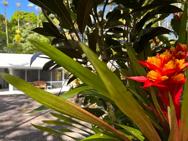 a view of a house with a tree
