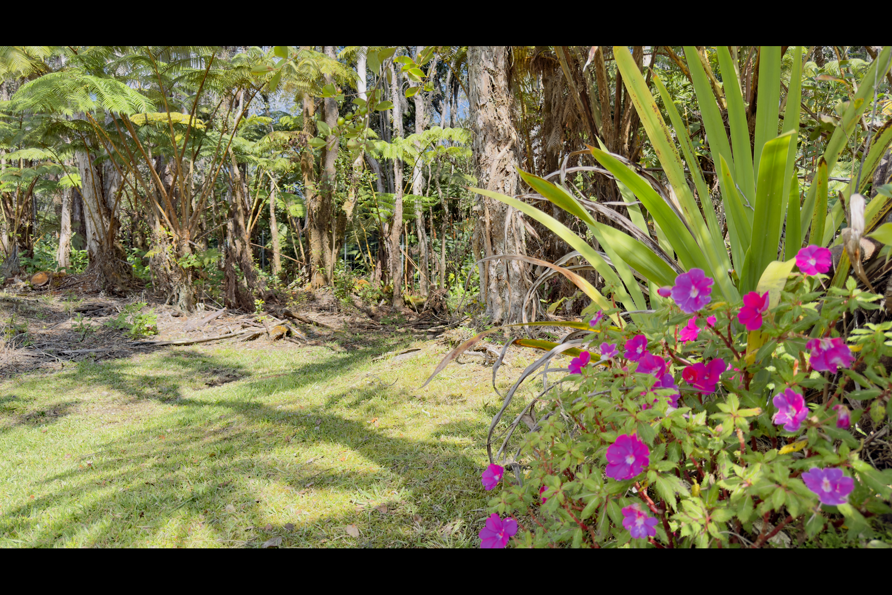 a view of a bunch of flowers