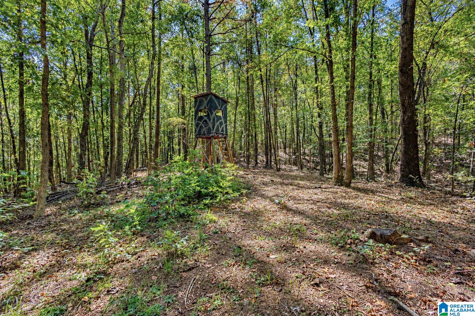 2 Lees Bridge Road, Unit TRACT 2 Delta, AL 36258 - Photo 11 of 23 Gallery Image 11