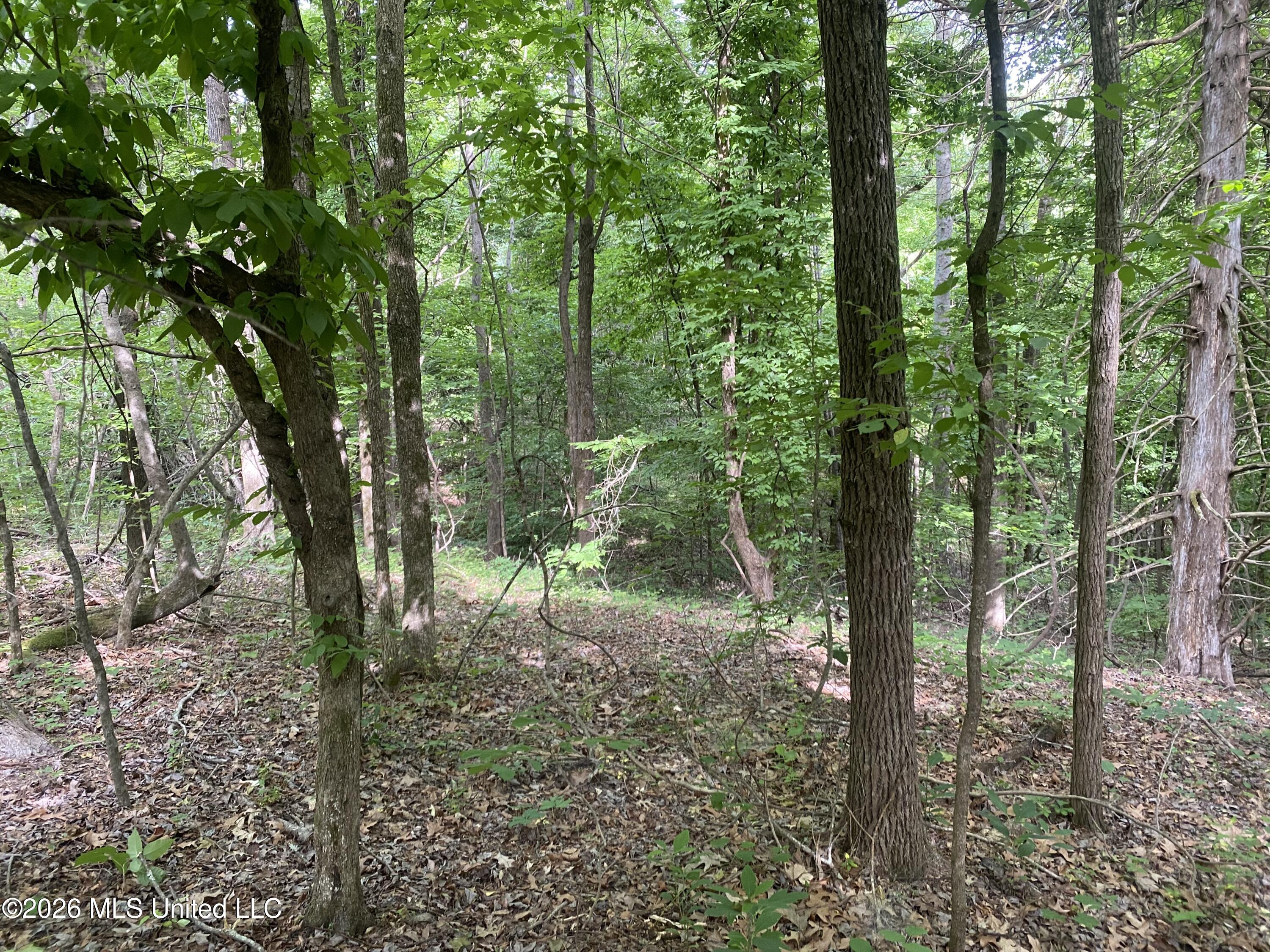 5317 Highway 3 Sarah, MS 38665 - Photo 7 of 28 IMG_7924