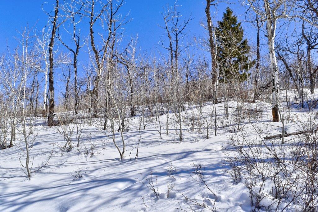 Tbd Alpine Lane Ridgway, CO 81432 - Photo 16 of 19 _DSC2298_Realistic