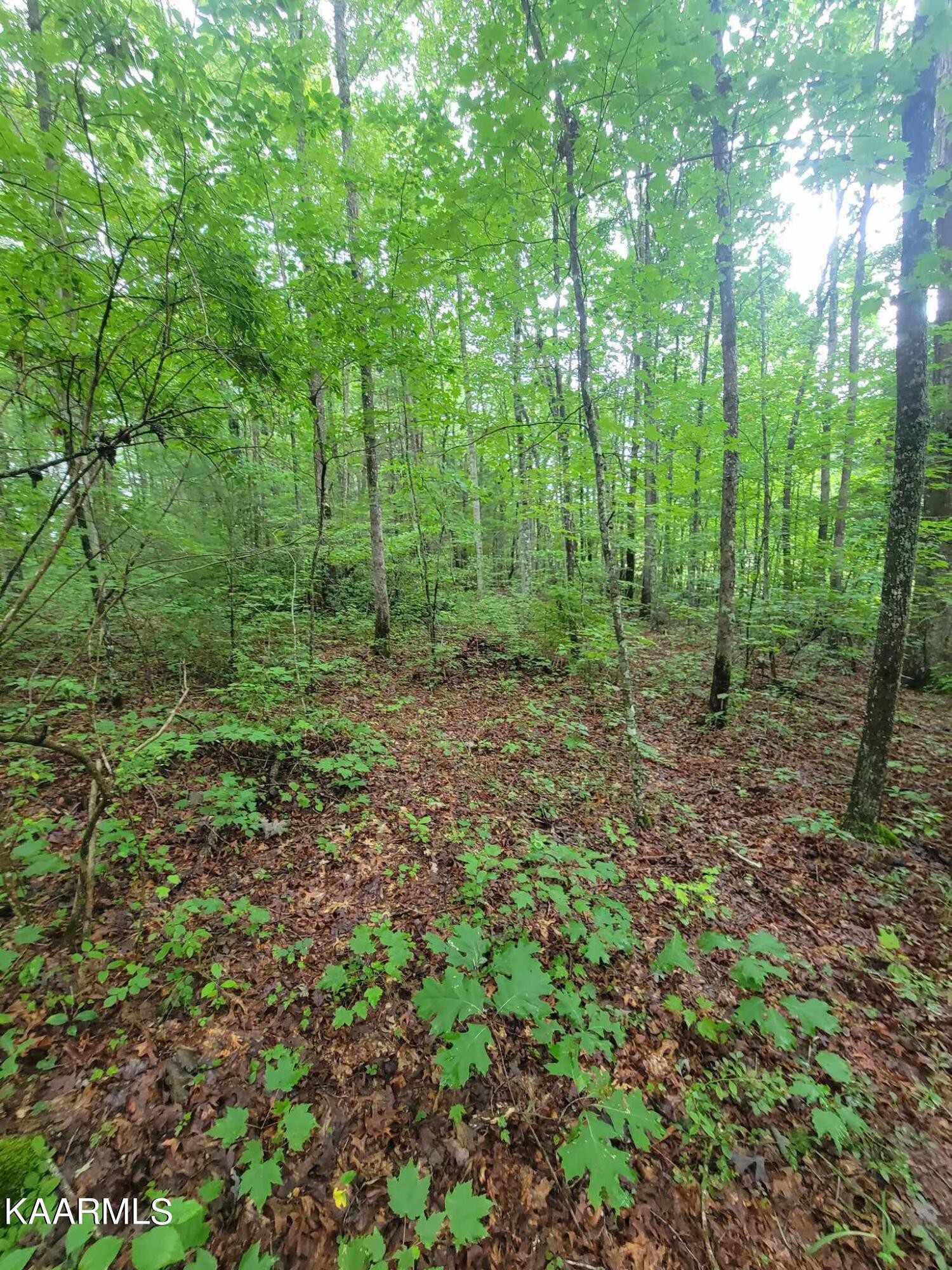 0 40 Model Farm Road Jamestown, TN 38556 - Photo 36 of 59