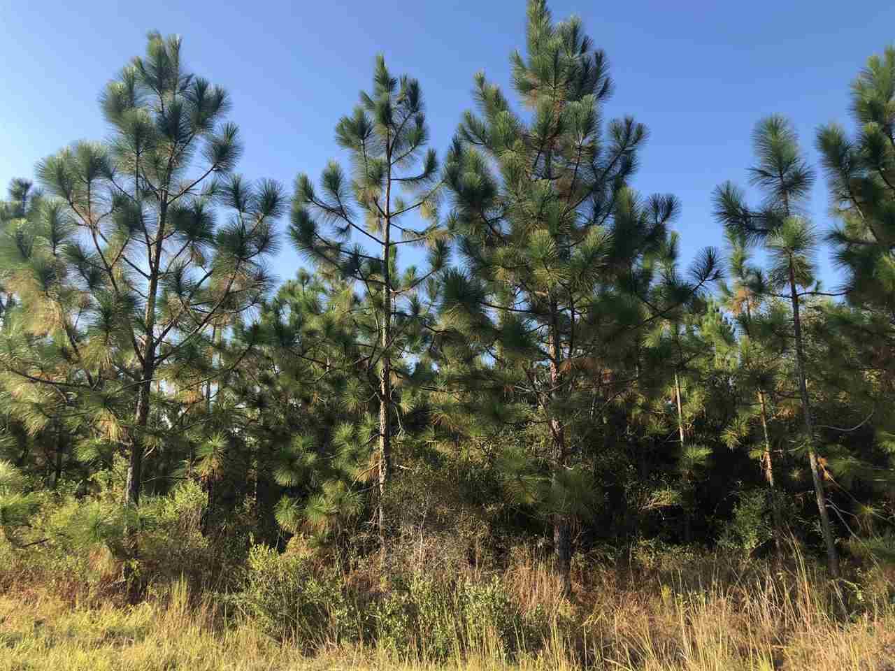 5 Hosea Gillman Road Milton, FL 32570 - Photo 8 of 10 Gallery Image 8