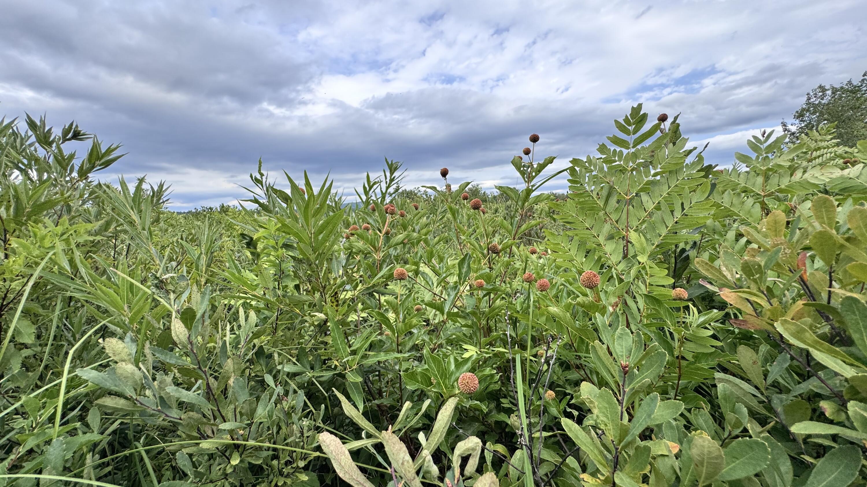 Map20-lot19 Carter Hill Road Fryeburg, ME 04037 - Photo 12 of 22 Douglas Meadow vegetation