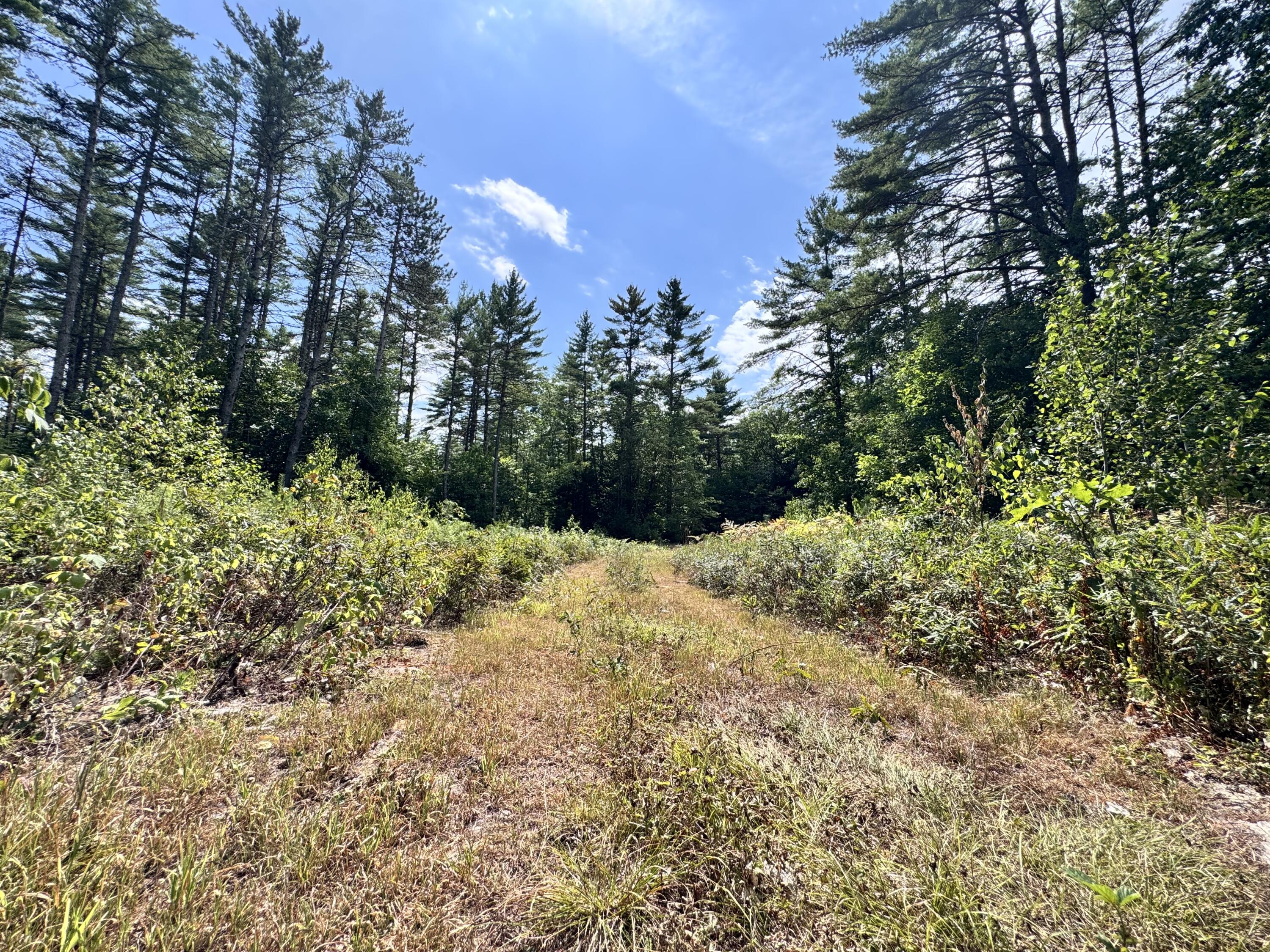 Map20-lot19 Carter Hill Road Fryeburg, ME 04037 - Photo 19 of 22 woods trail 6