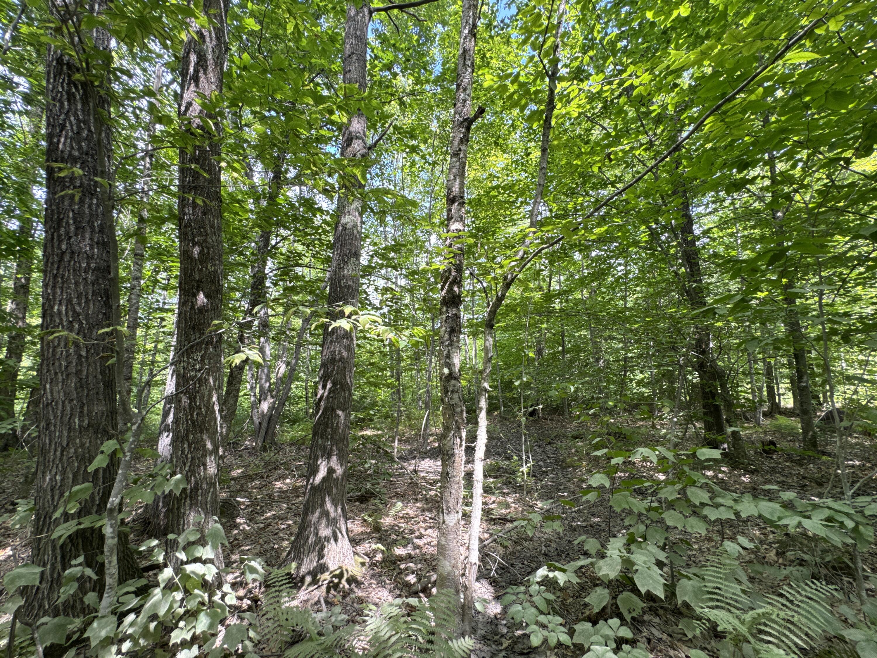 Map20-lot19 Carter Hill Road Fryeburg, ME 04037 - Photo 20 of 22 forest