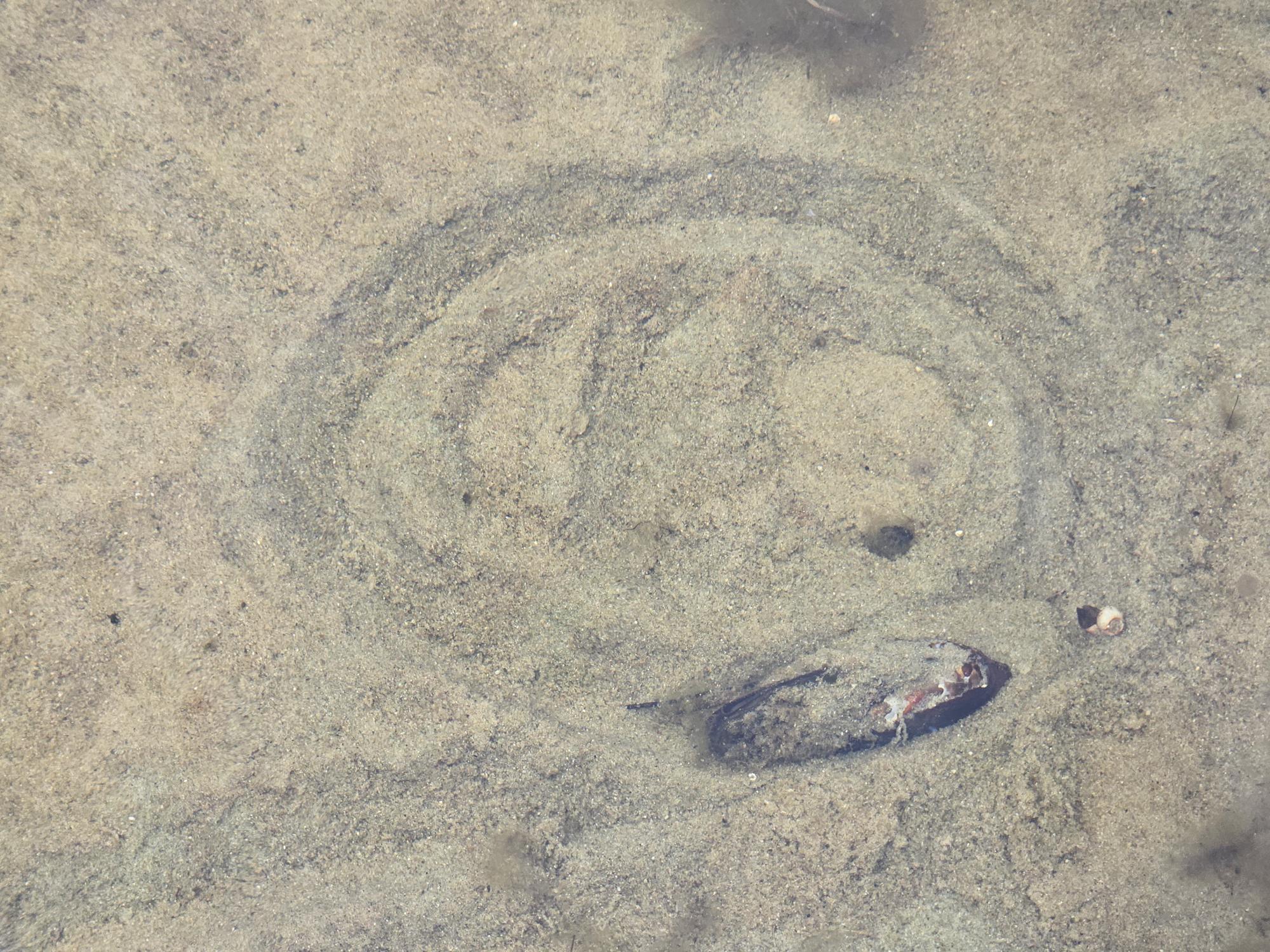 Map20-lot19 Carter Hill Road Fryeburg, ME 04037 - Photo 7 of 22 clear water and circle mussel trail