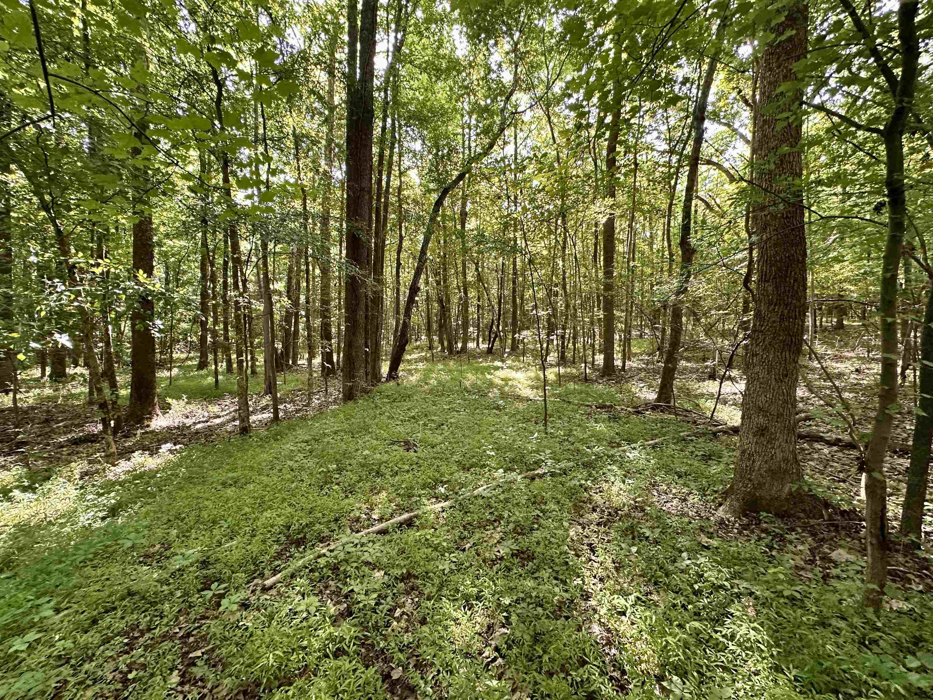 1465 Bobbitt Road Williston, TN 38076 - Photo 11 of 16 a backyard of a house with lots of green space