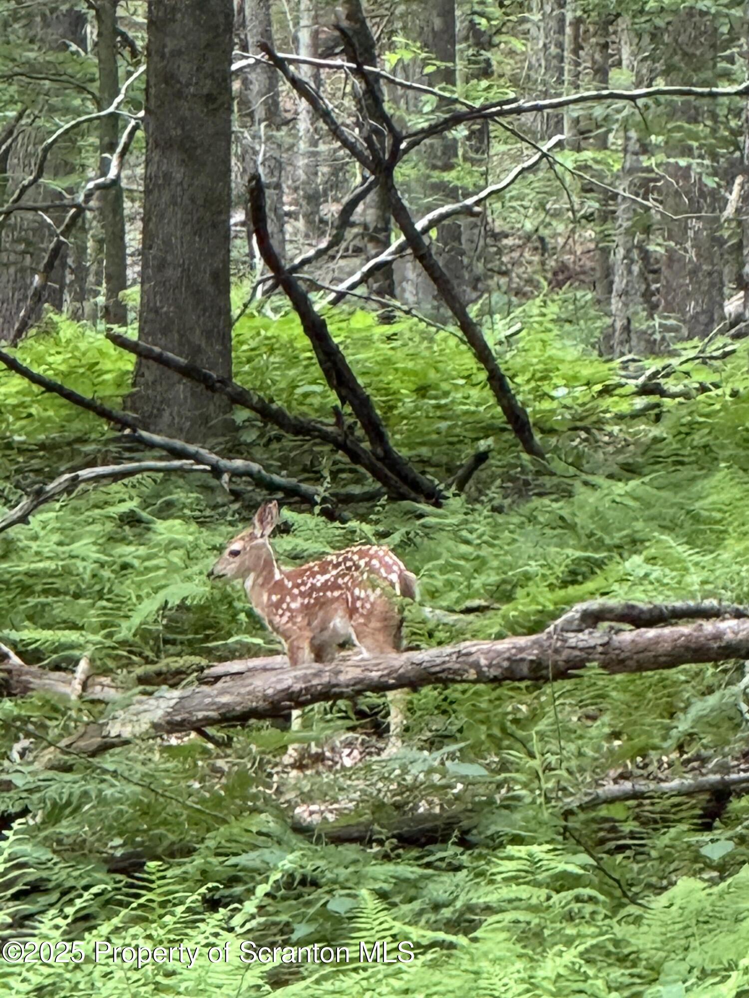 18285 Pa-92 Jackson, PA 18825 - Photo 44 of 49 a backyard of a house with a yard and potted plants
