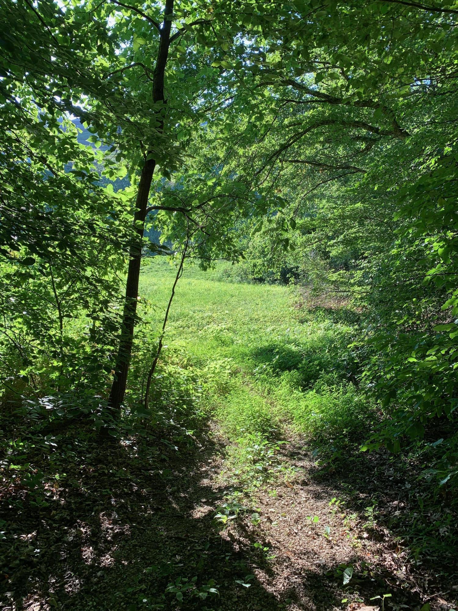 Heiskell Road Maynardville, TN 37807 - Photo 9 of 10 937CE236-C24B-4D17-A923-9AE2F1331E91