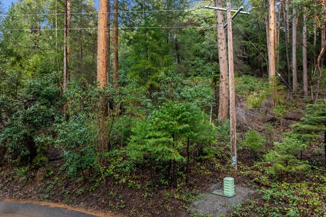a view of a forest from a tree