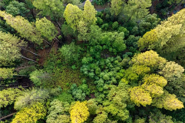 a view of a garden with plants