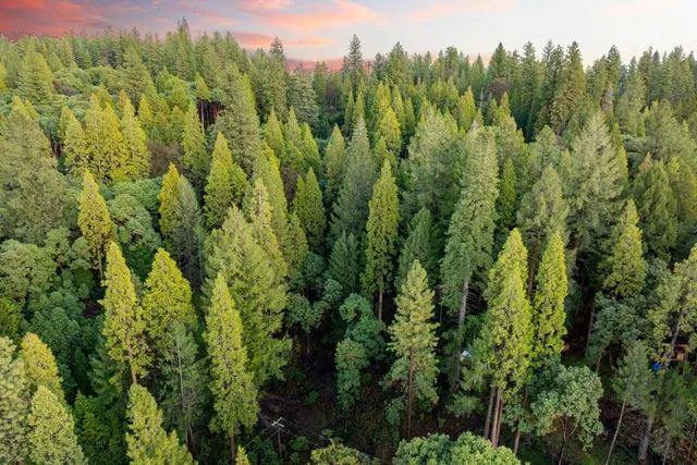 a view of a bunch of trees