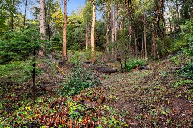 a view of a forest with trees