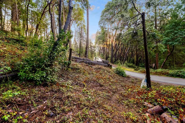 a view of a yard with plants and trees