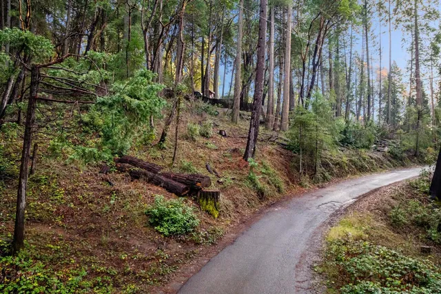 a pathway of a garden with plants and large trees