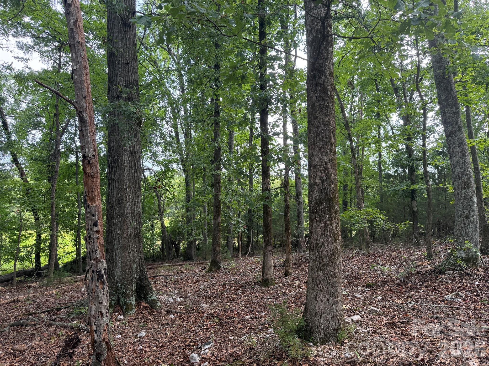 0 West Chappell Road McConnells, SC 29726 - Photo 17 of 35 Gallery Image 17