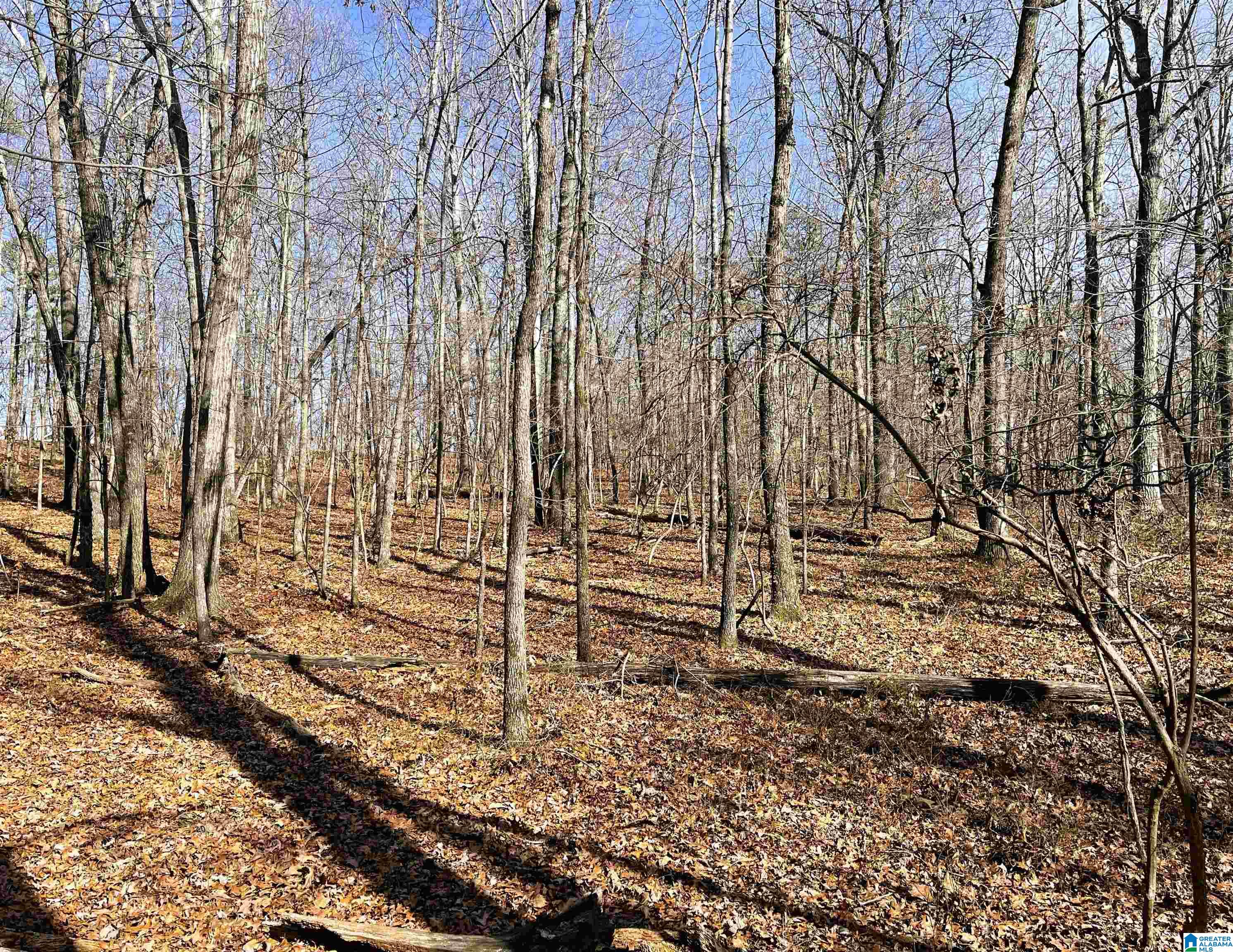 0 County Road 852, Unit 2 Ranburne, AL 36273 - Photo 3 of 19