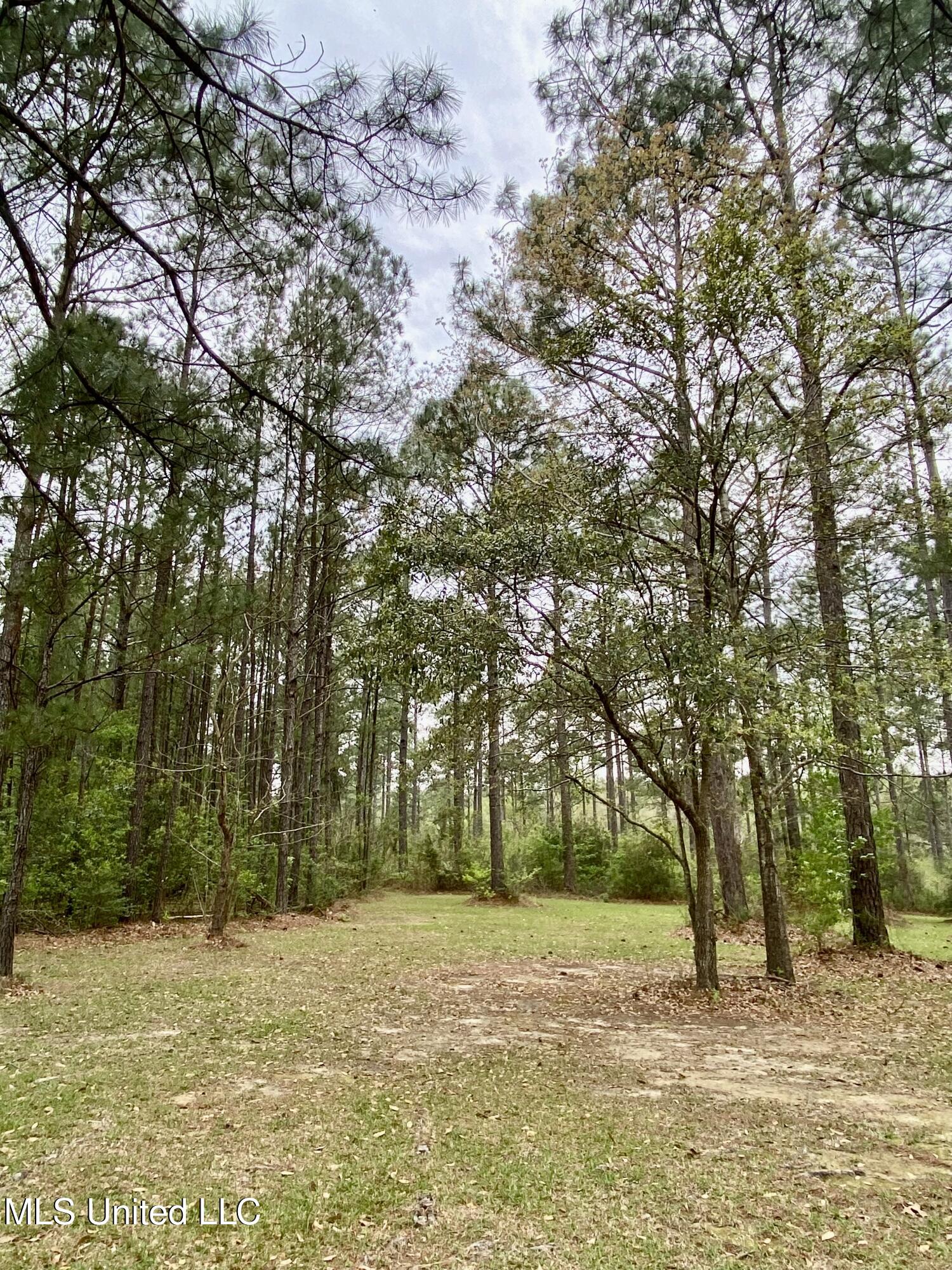 299 Quitman Perry Road Carriere, MS 39426 - Photo 70 of 79 67, Land, IMG_2848