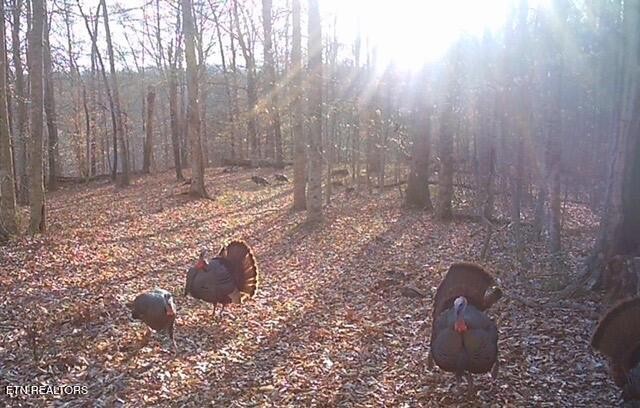 5031 Robbinstown Road Byrdstown, TN 38549 - Photo 44 of 60