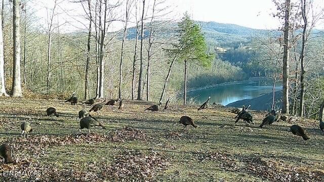 5031 Robbinstown Road Byrdstown, TN 38549 - Photo 45 of 60 a view of a lake with a bench and trees
