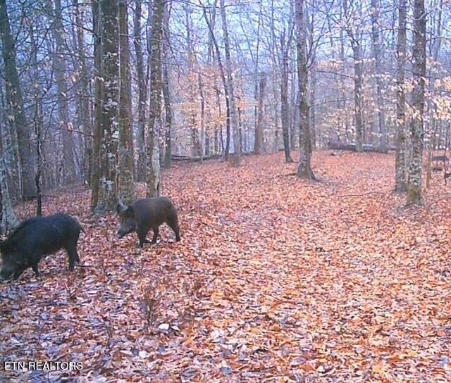 5031 Robbinstown Road Byrdstown, TN 38549 - Photo 46 of 60 a backyard of a house with lots of green space