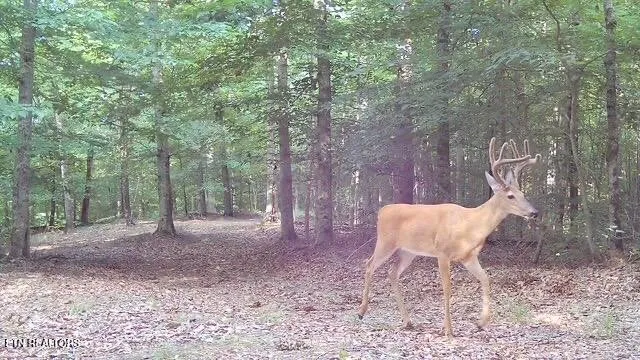 a view of a yard with an outdoor space