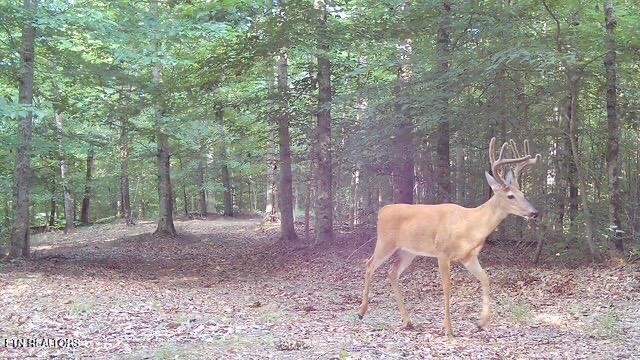 5031 Robbinstown Road Byrdstown, TN 38549 - Photo 47 of 60 a view of a backyard with table and chairs