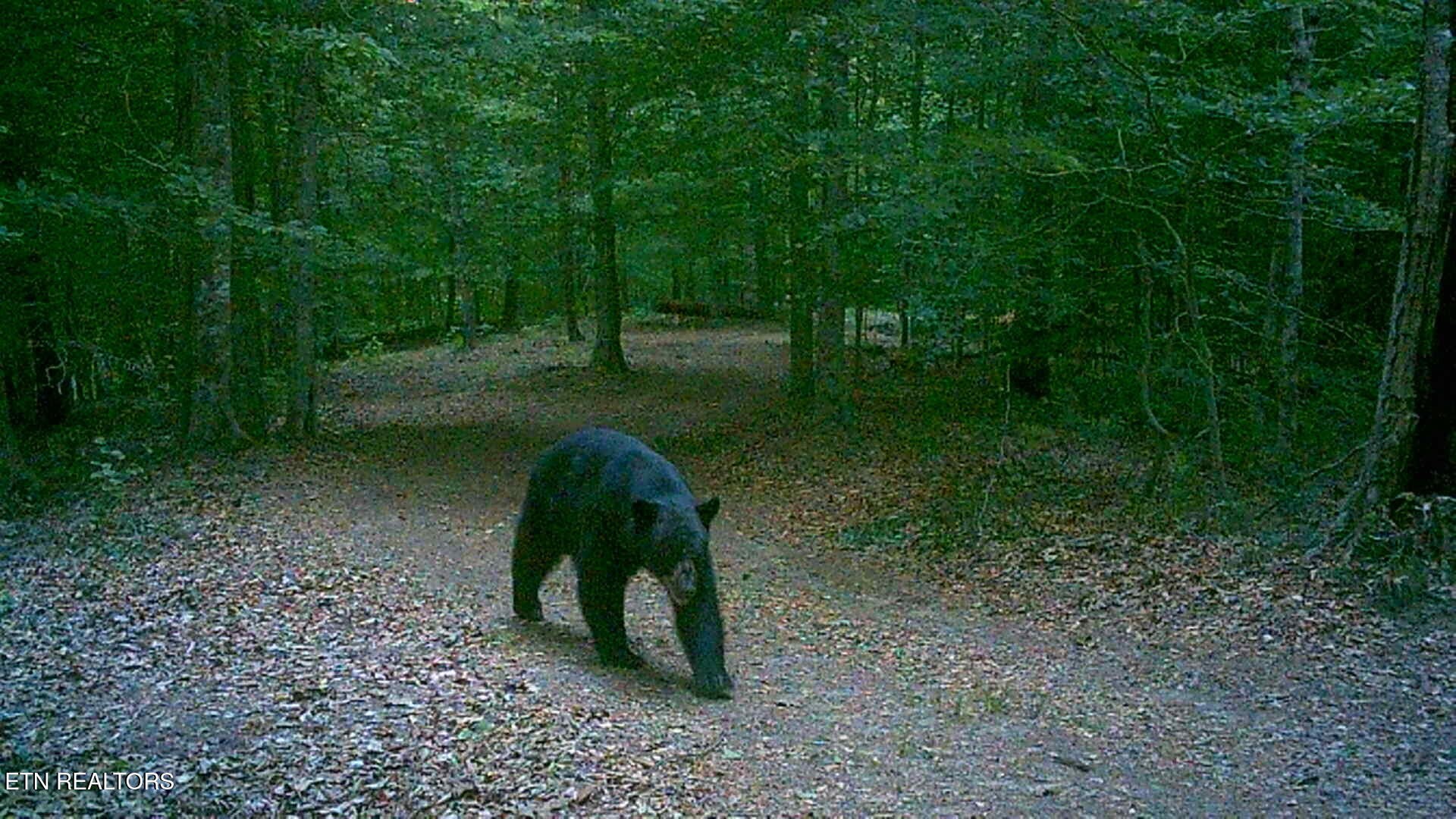 5031 Robbinstown Road Byrdstown, TN 38549 - Photo 48 of 60 a view of a yard